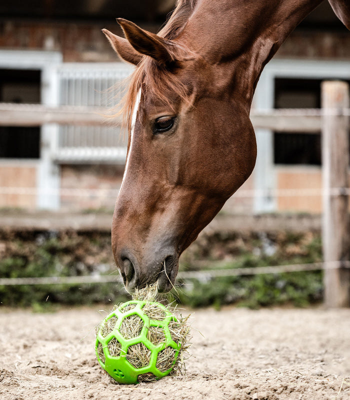 balle-a-foin-waldhausen-cheval_1