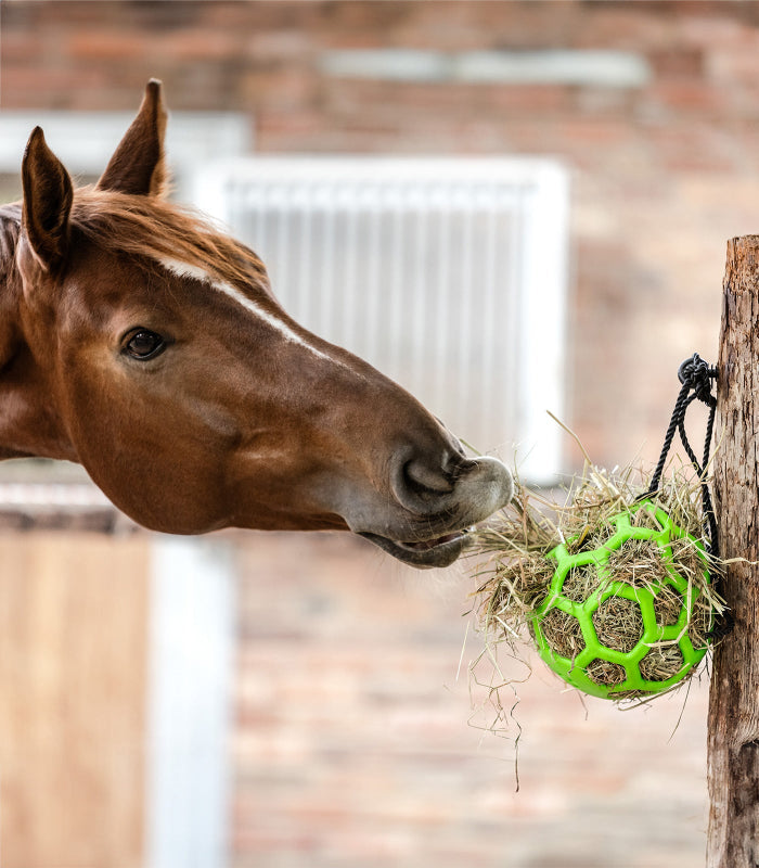 balle-a-foin-waldhausen-cheval_2