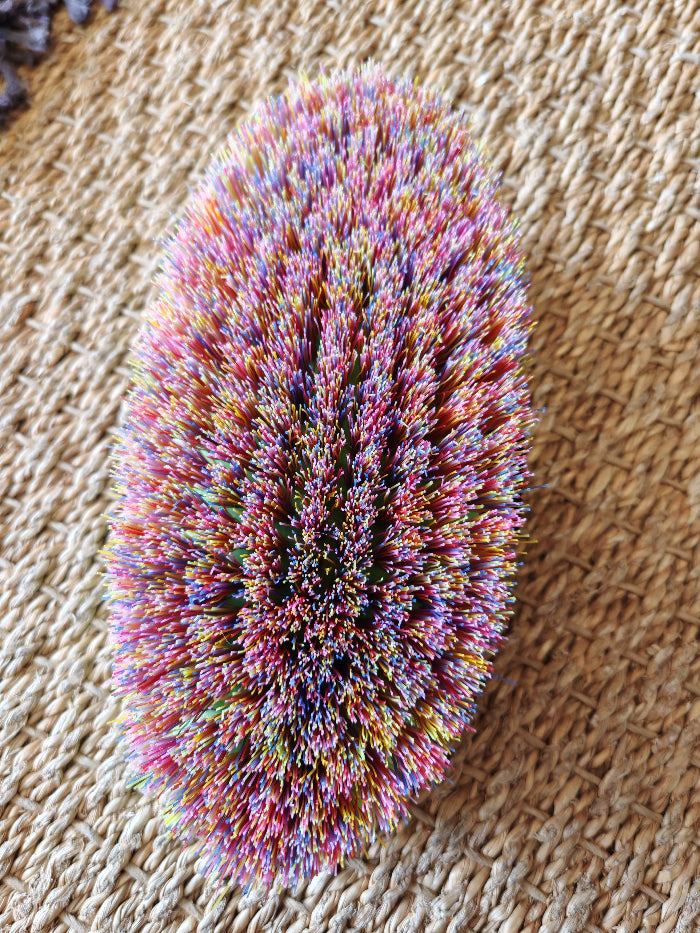 brosse-dure-haas_1