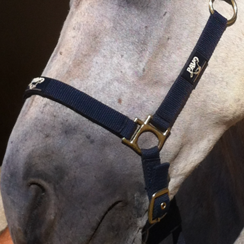 cutene-reparateur-animaderm-apres