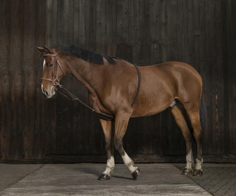 enrenement-extenseur-doux-corde-norton-1